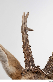 European roe deer antler head 0007.jpg